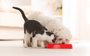 dog_cat share food