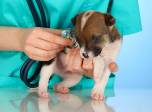 puppy_checkup