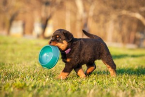 rott puppy